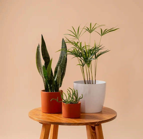 Indoor Plants