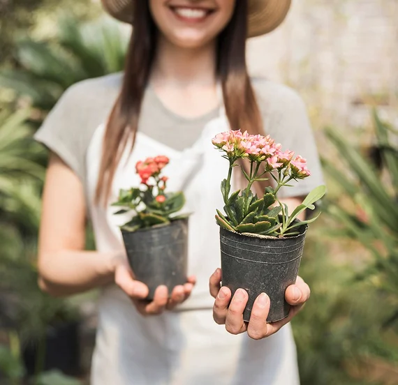 Outdoor Plants
