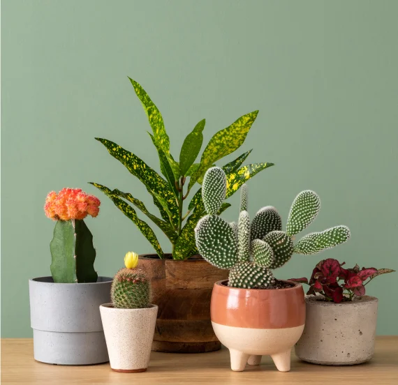 Planters & Pots