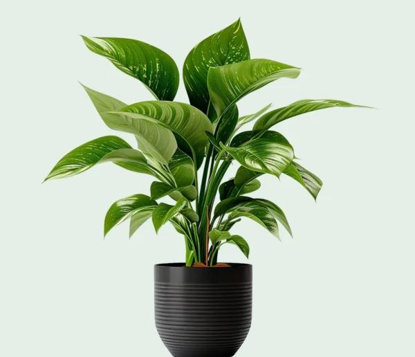 Monstera Deliciosa Swiss Cheese Plant