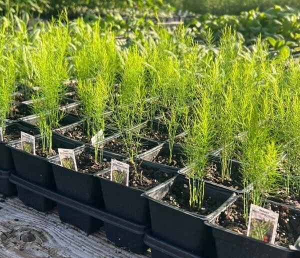 Mary Washington Asparagus
