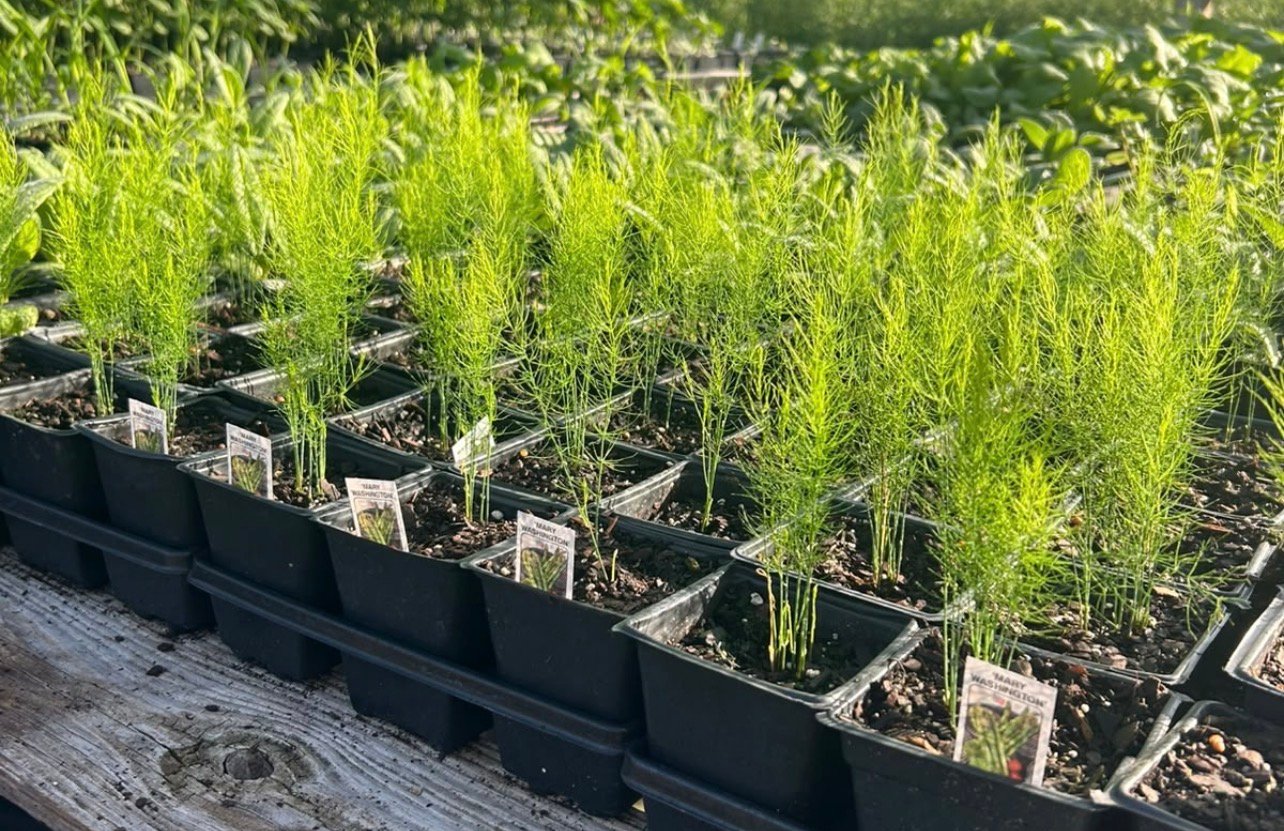 Mary Washington Asparagus