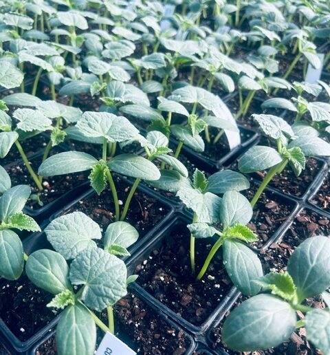 Straight 8 Cucumber