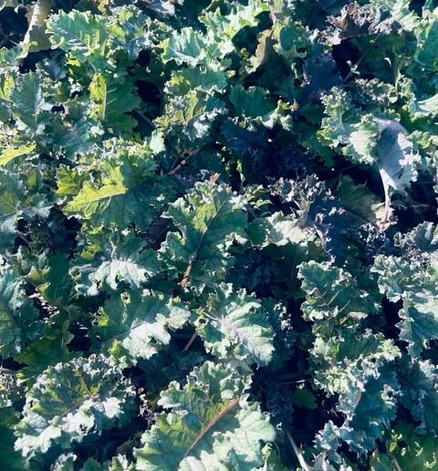Redbor Kale