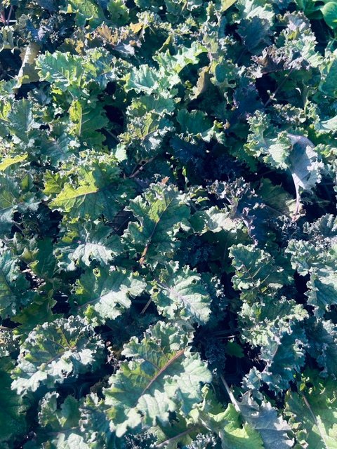 Redbor Kale
