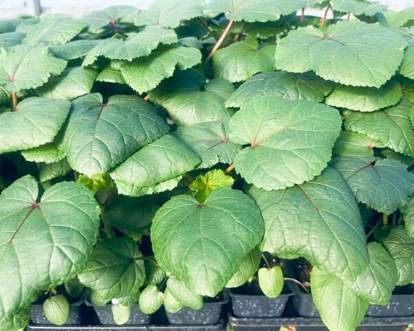 Jing Orange Okra