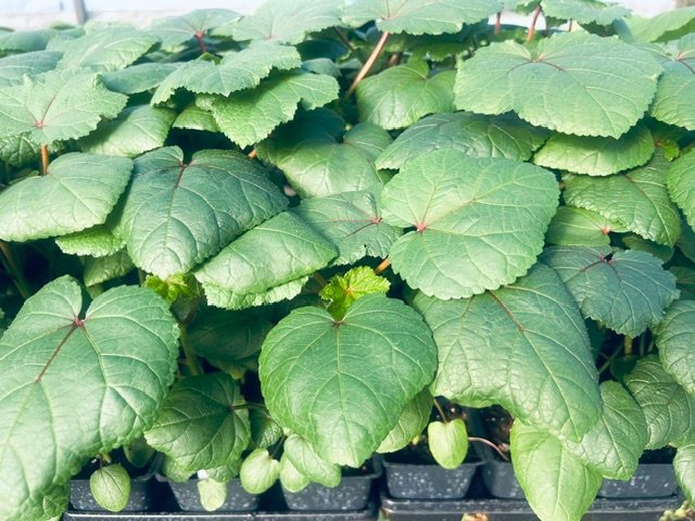 Jing Orange Okra