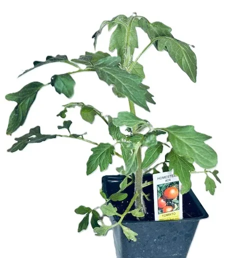 Homestead Tomato