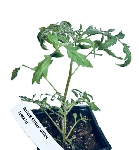 Brads Atomic Grape Tomato