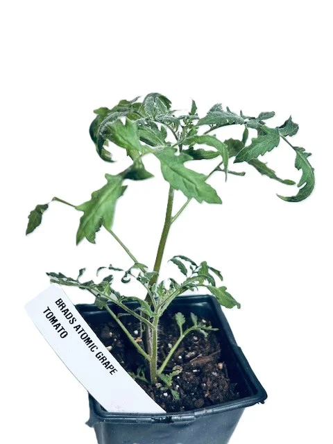 Brads Atomic Grape Tomato