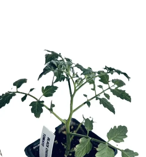 Black Cherry Tomato
