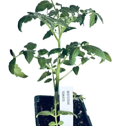 Beefsteak Tomato