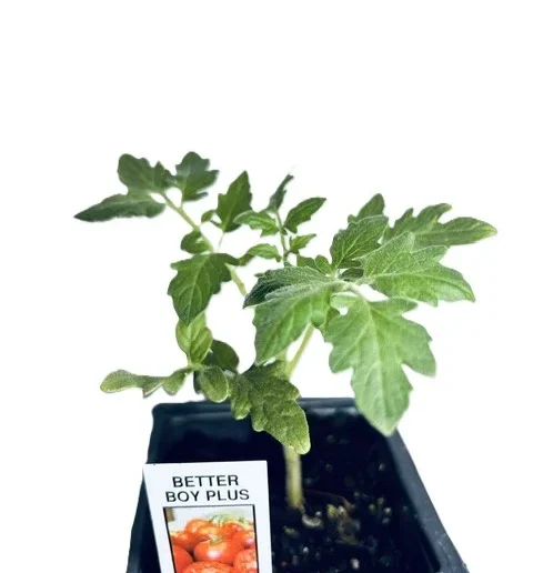 Better Boy Plus Tomato