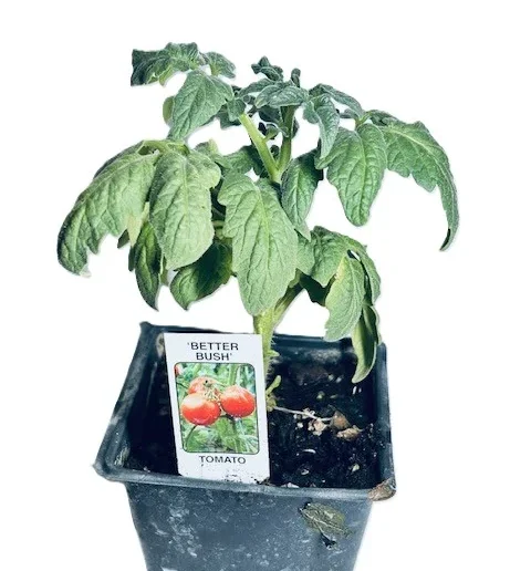 Better Bush Tomato