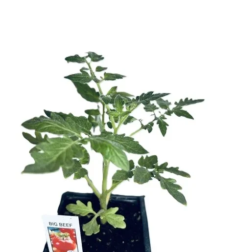 Big Beef Tomato