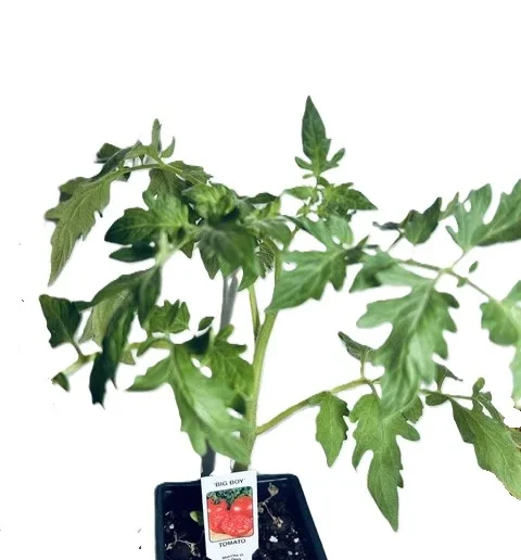 Big Boy Tomato