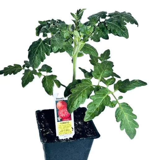 Brandywine Tomato