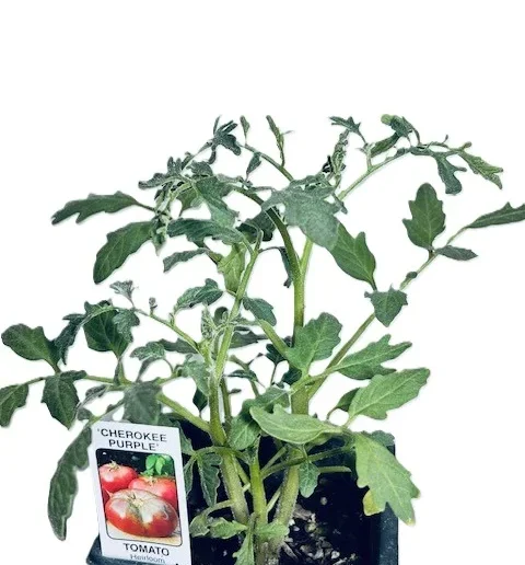 Cherokee Purple Tomato