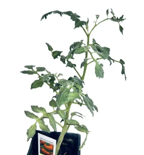 Marglobe Tomato