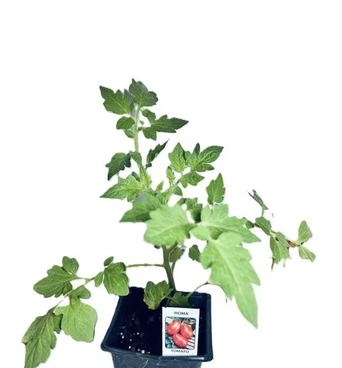 Roma Tomato