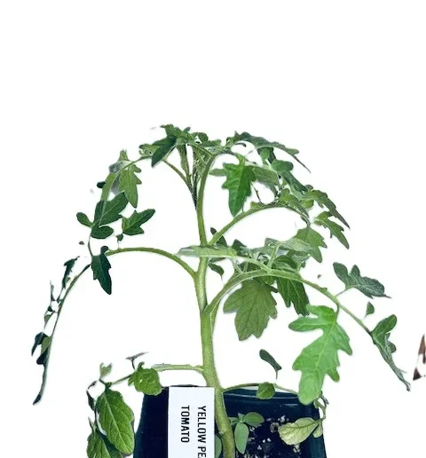 Yellow Pear Tomato